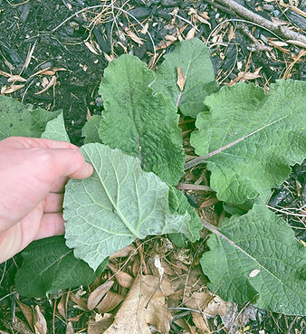 Identifying Burdocks