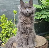 Tout savoir sur le Maine Coon