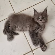 Les lynx de compagnie