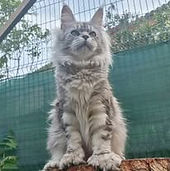 Maine Coon de grande taille