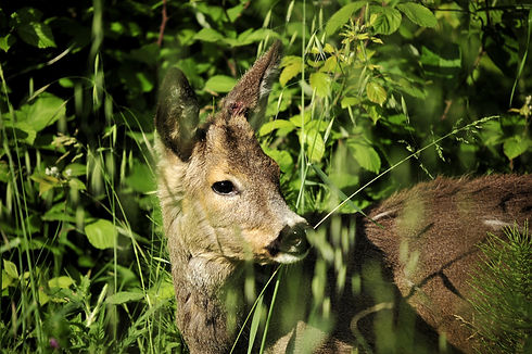 capriolo in natura