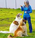 Two large dogs "sit" for positive reinforcement trainer. 