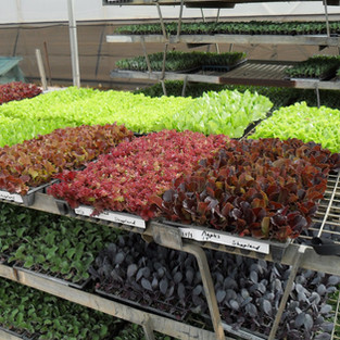 Vegetables 4.JPG
