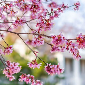 Pink cherry blossoms on branches in the foreground, with a softly blurred house and garden behind them on a bright spring day.