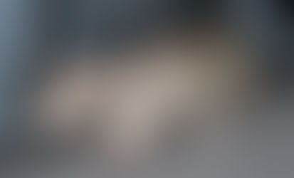 Where do I adopt Pet Rats?🤔🐀