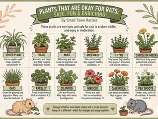 Gardening with Pet Rats
