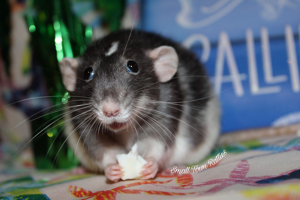 Guinevere aka Gwen enjoying some boiled egg as a snack.