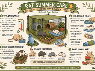 ☀️ Beat the Heat: Summer Care Tips for Your Rats! 🐀