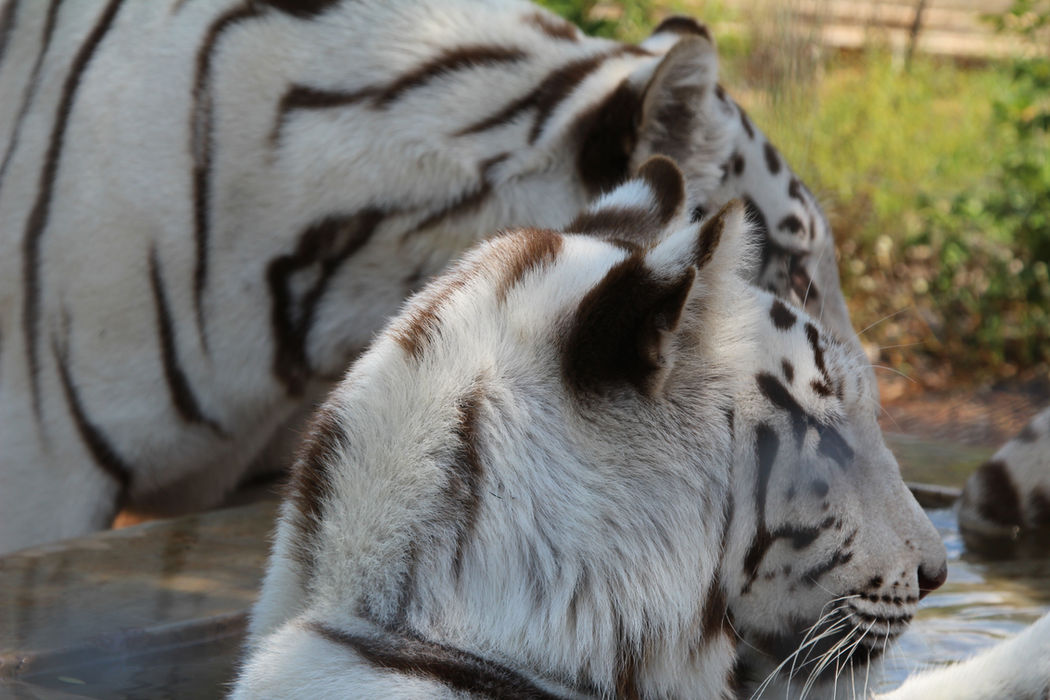whiteTiger4.JPG