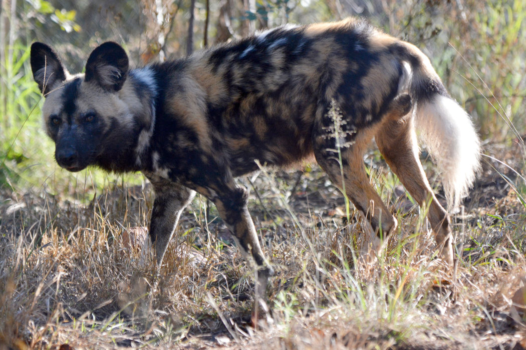 wilddog1.JPG
