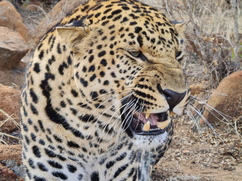 leopard5.jpeg