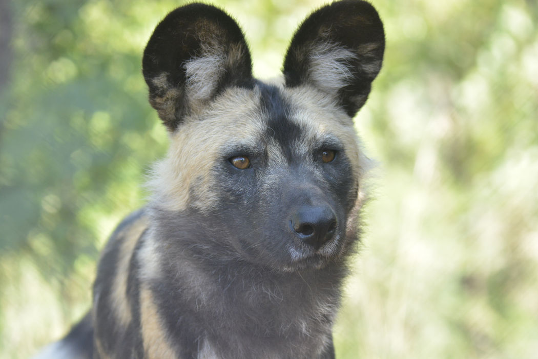 wilddog3.JPG