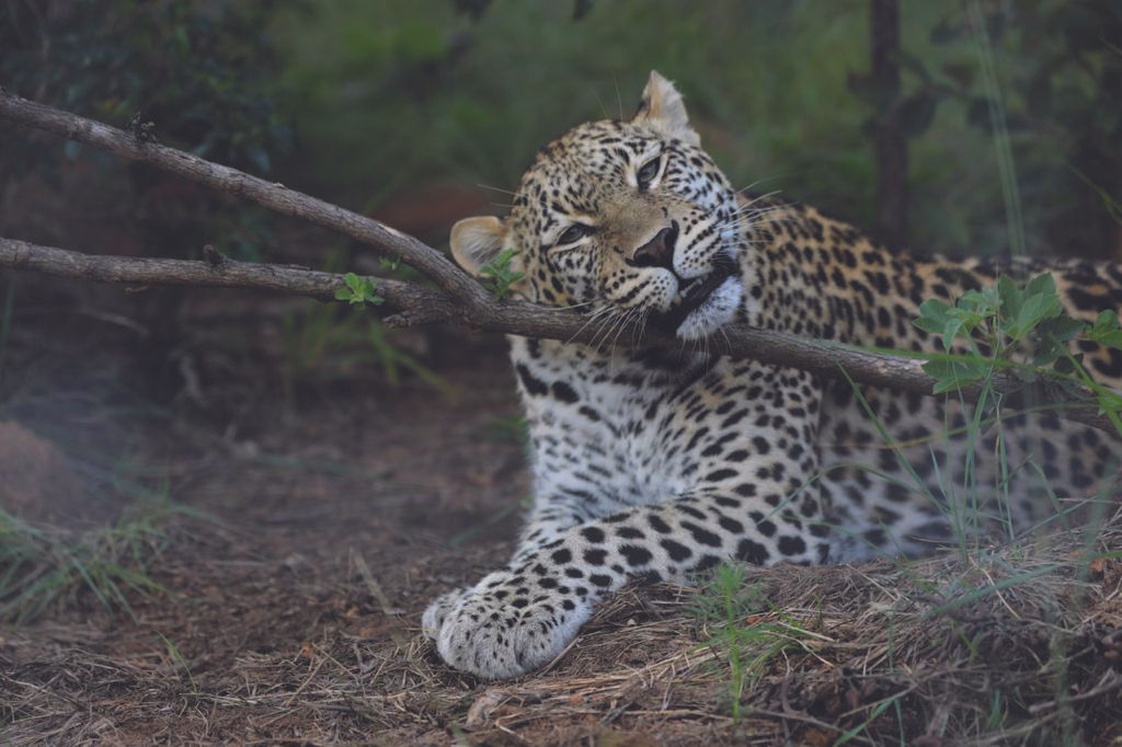 leopard14.jpeg