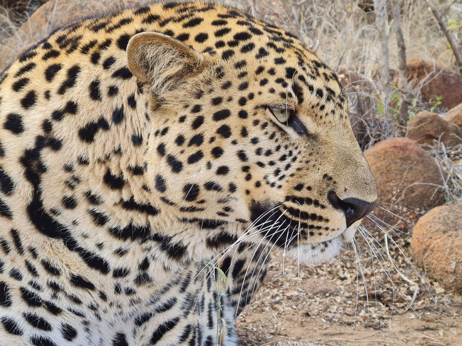 leopard6.jpeg