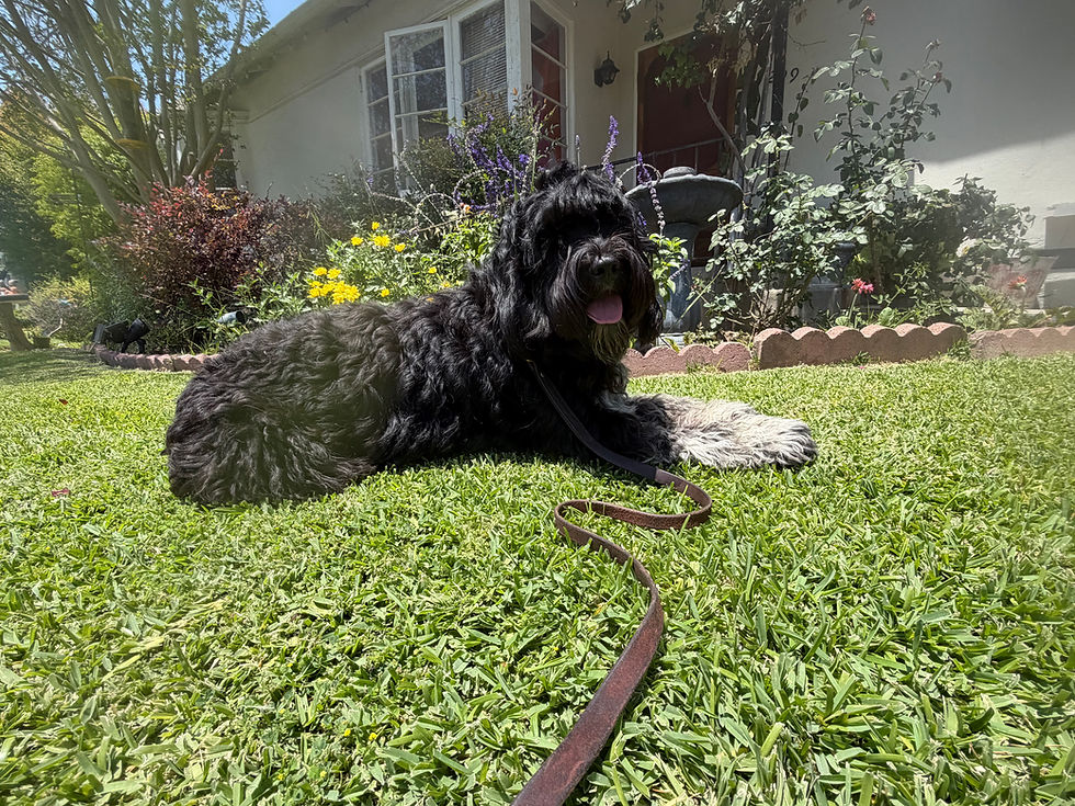 Roxy | Portuguese Water Dog | Long Beach, CA | Boarding