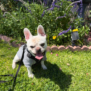 Rocky | French Bulldog | Long Beach, CA | In Training