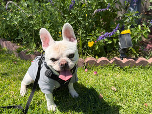 Rocky | French Bulldog | Long Beach, CA | In Training