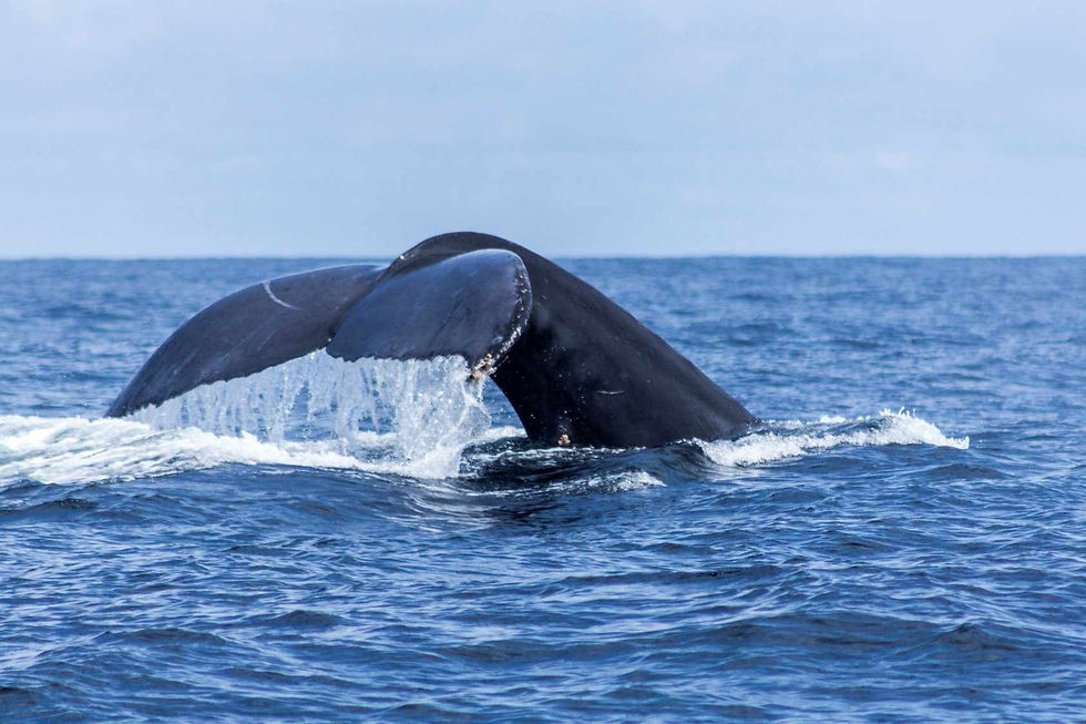 Miniatura: Bahía Solano: Encuentro con las ballenas Jorobadas en el Corazón del Pacífico