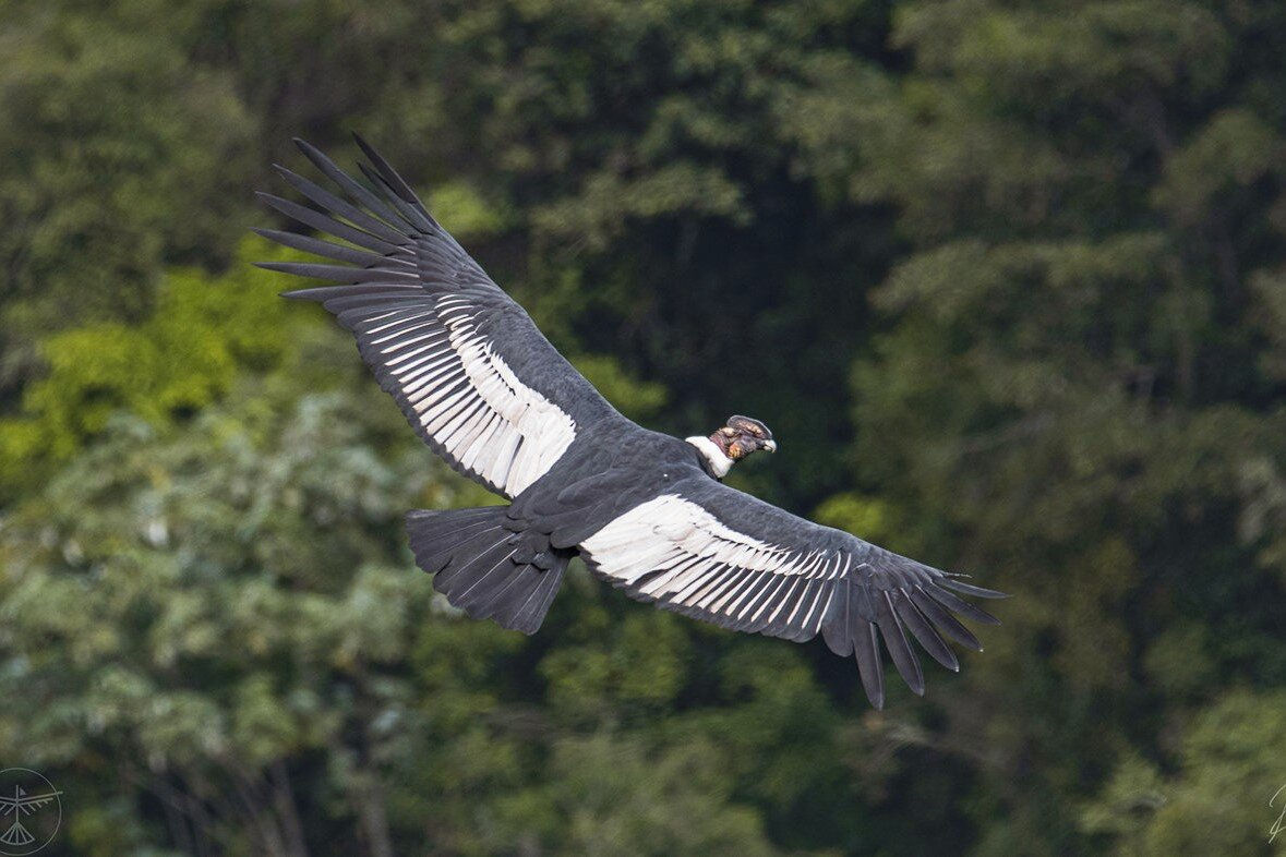 Avistamiento de Cóndor Parque Los Nevados: Glamping, Senderismo y Naturaleza