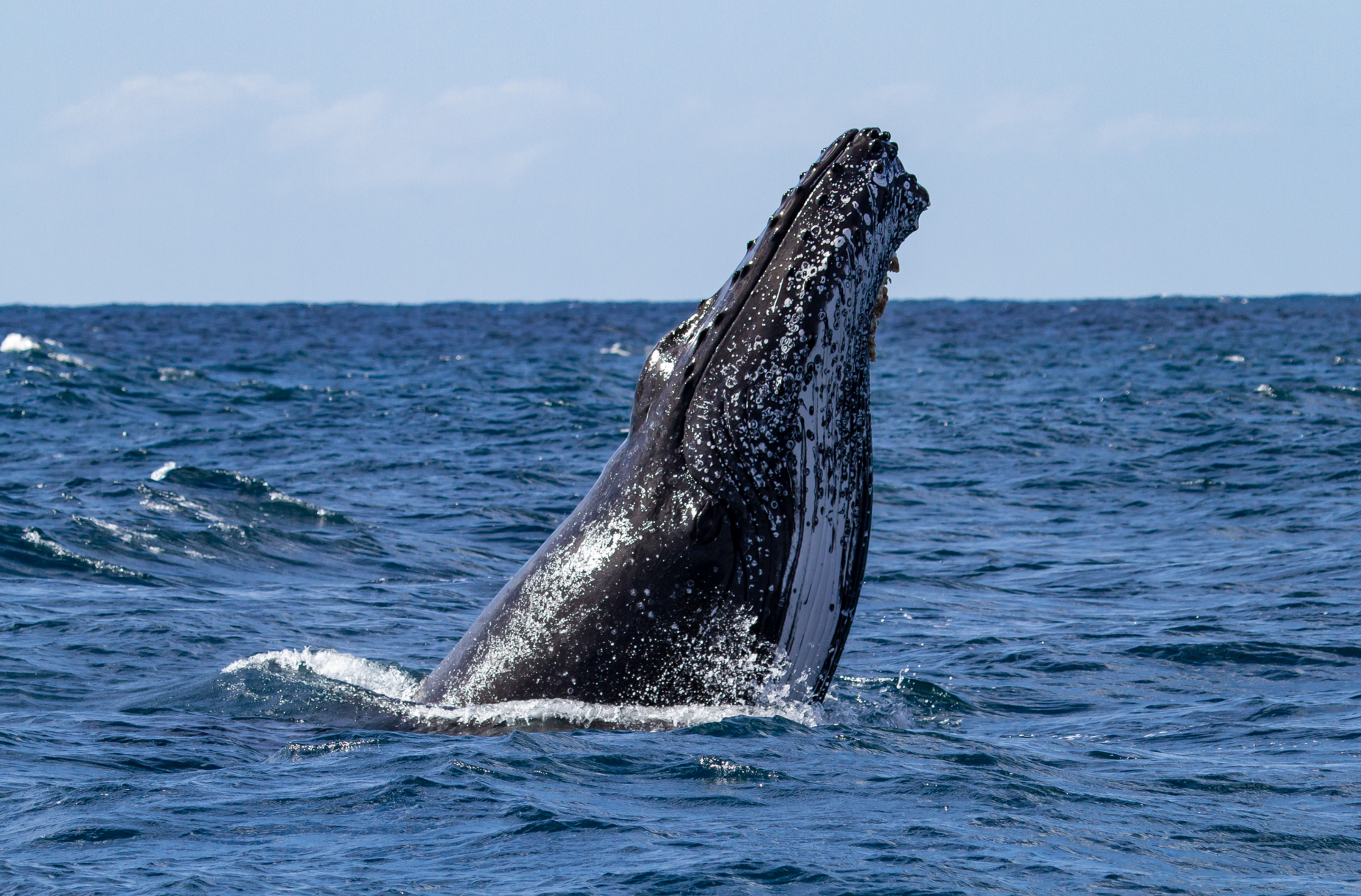 Ballenas, Isla Gorgona y Guapi: 4 Días Entre Naturaleza,Cultura Indigena y Afro