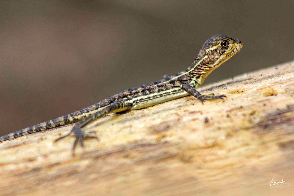 Miniatura: Bahía Solano: Parque Utría, Ecolodge en playa y reserva El Almejal