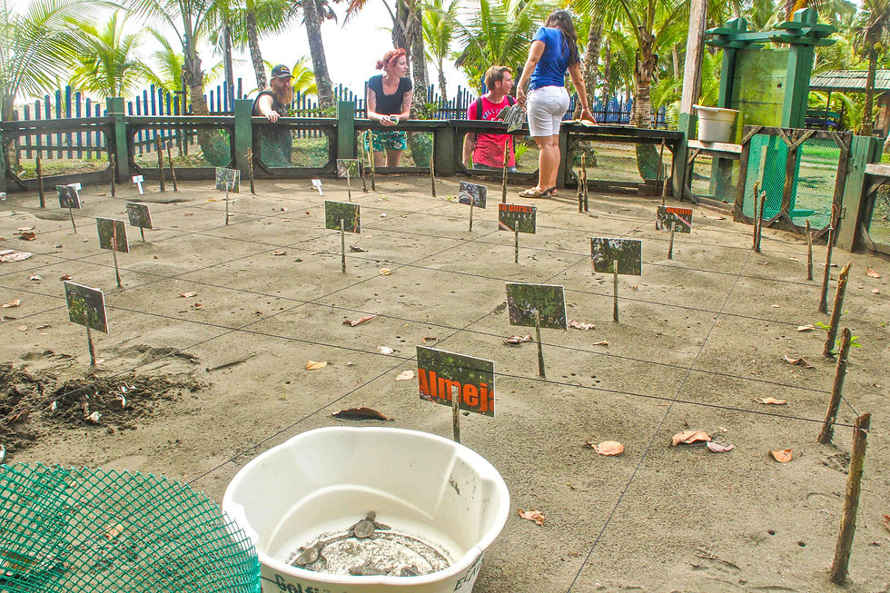 Miniatura: Liberación de Tortugas en El Valle Chocó. 4 Noches Ecolodge Frente al Mar