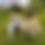 Miniatyrbilde: Light Lilly Sweater (ENG)