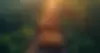 wald_forst.jpg