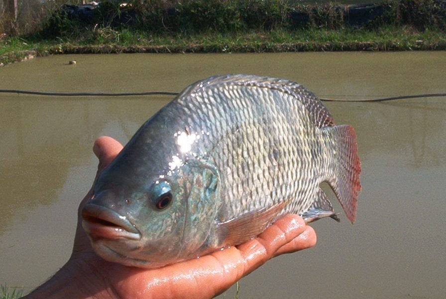 11666937_487253954765790_837692361_n