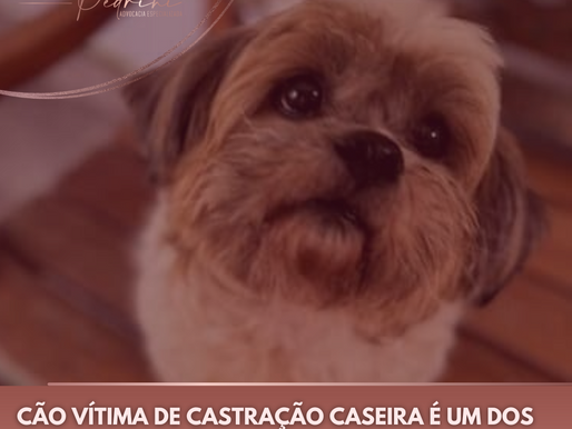 Cão vítima de castração caseira é um dos autores de ação contra tutora