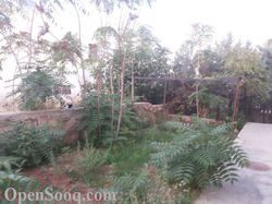 أشجــــــار زينــــة