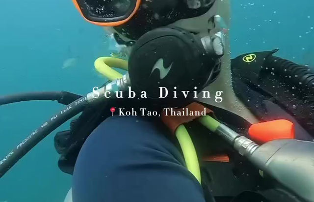 Scuba Diving in Koh Tao