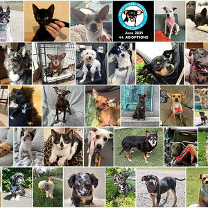 We did it again! June 2021 Adoption Roundup