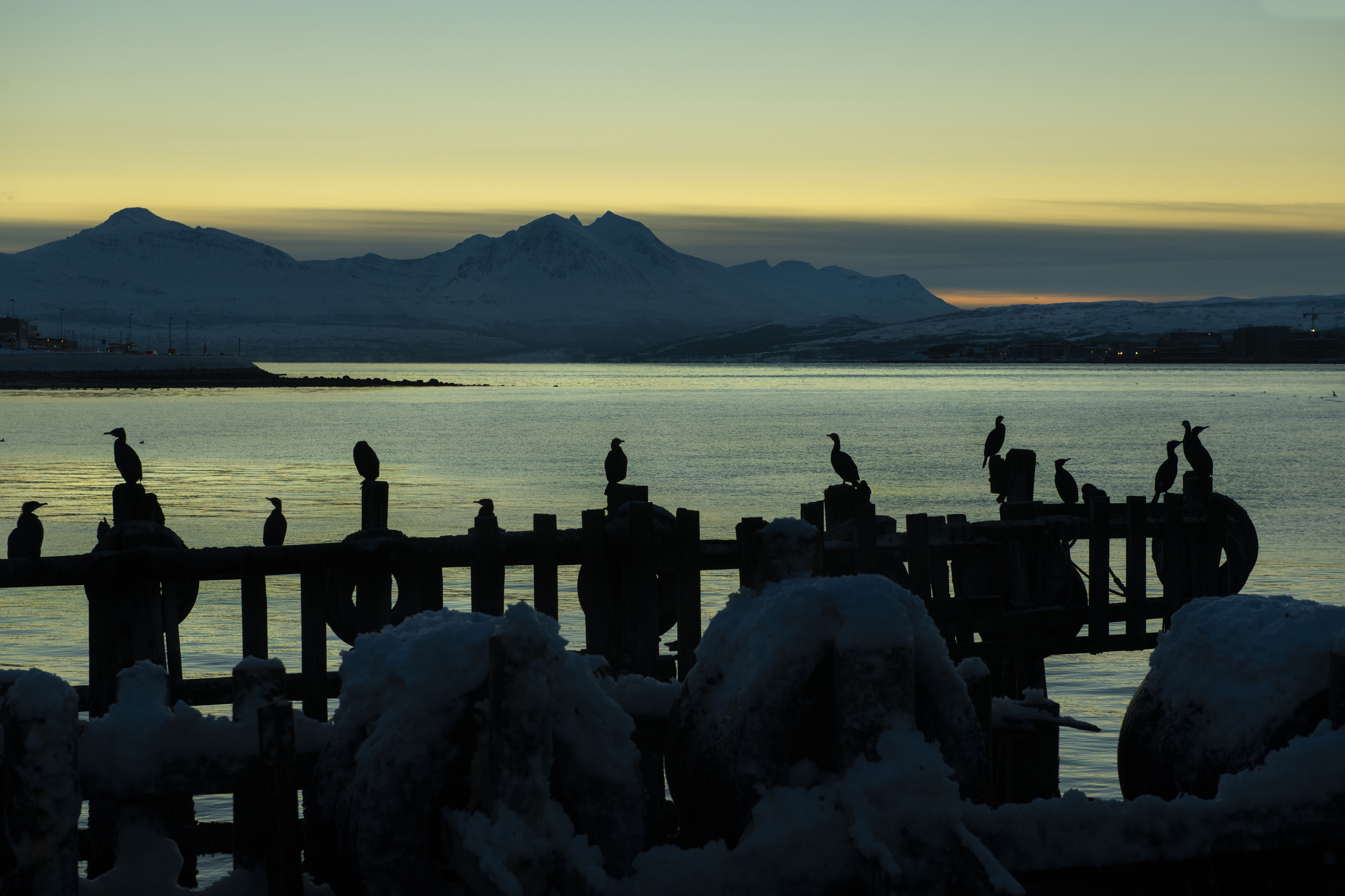 Cormorani al tramonto