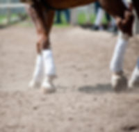 Web design & development for small business - equestrian