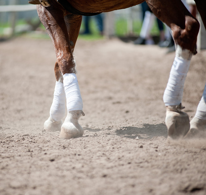 Web design & development for small business - equestrian