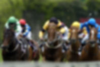 Web design & development for small business - equestrian