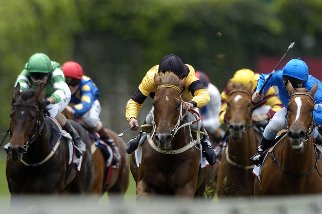 Web design & development for small business - equestrian
