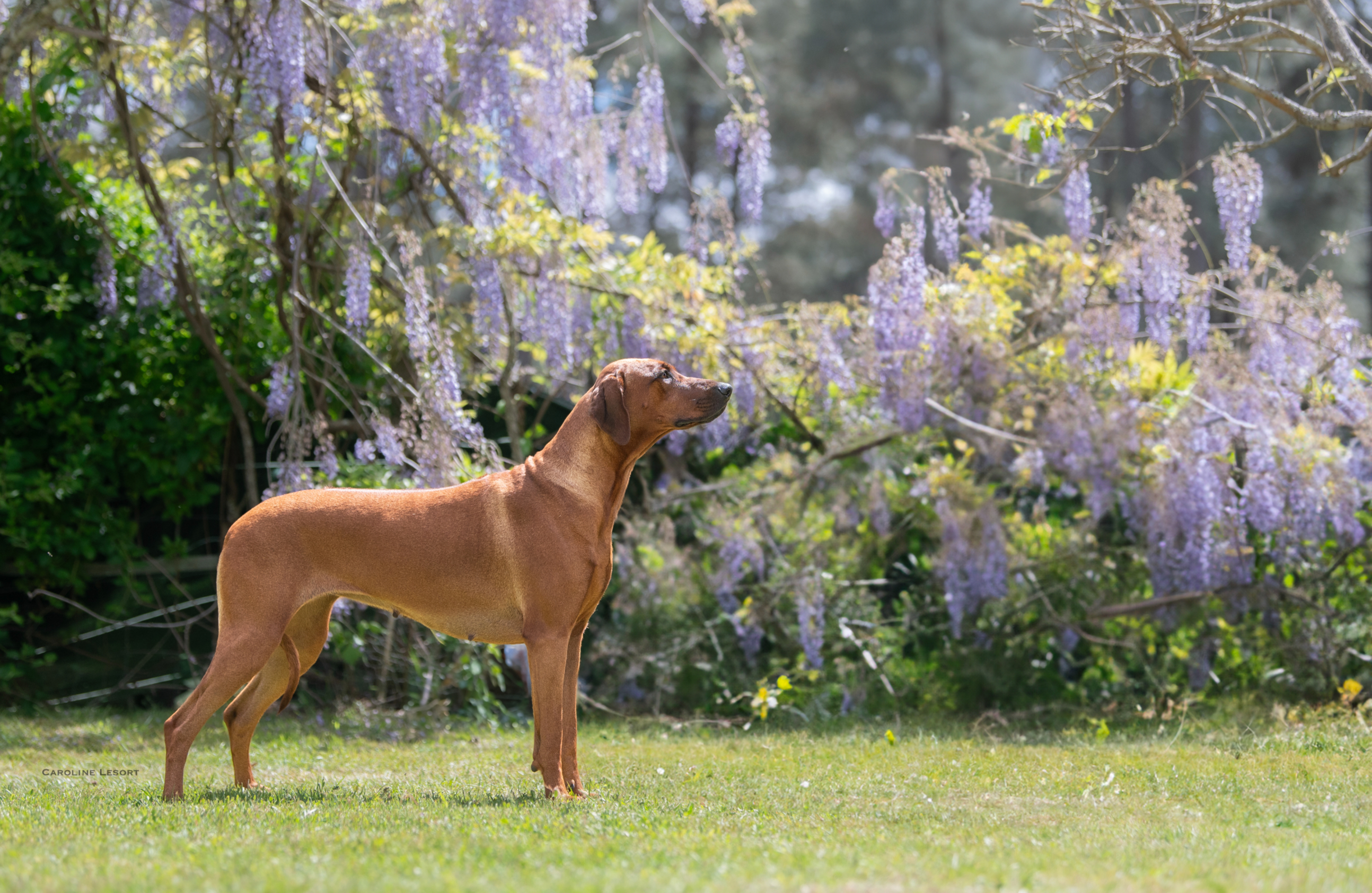 Maggie May Arte Cassari
(dite Makeba)