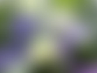 下田あじさい祭開花状況~見頃~-2010/06/19-