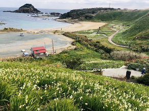 第56回 水仙まつり開花状況【最盛期を過ぎました】