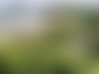 第56回 水仙まつり開花状況【最盛期を過ぎました】