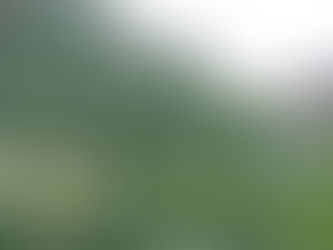 第55回水仙まつり開花状況