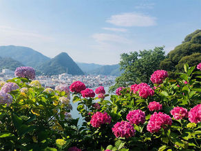 第50回 あじさい祭開花状況【満開】