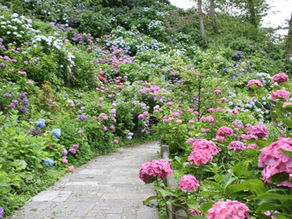 下田あじさい祭開花状況~満開です~-2012/06/22-
