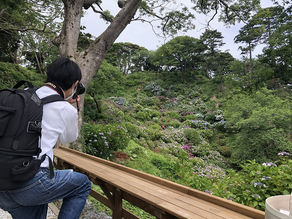 6/16日発売の「週刊女性」に下田のあじさい園が紹介されます!