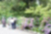 下田あじさい祭開花状況～5分咲き～－2010/06/14－