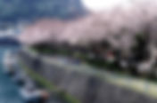 桜見頃-下田市・春の花-