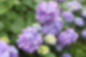 下田あじさい祭開花状況~7分咲き~-2011/06/20-