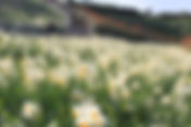 第49回 水仙まつり開花状況【見頃】－2015年－